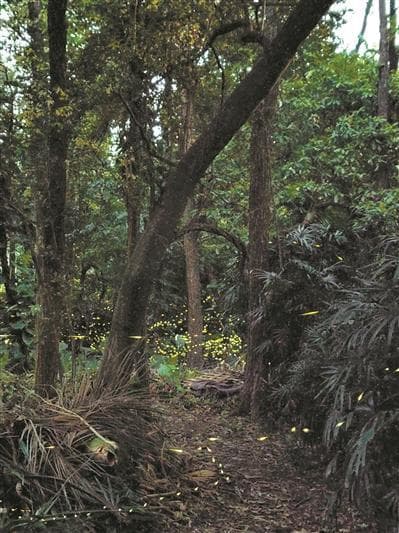 守护“萤火之光”，“00后”科普团队在广州已发现20种萤火虫