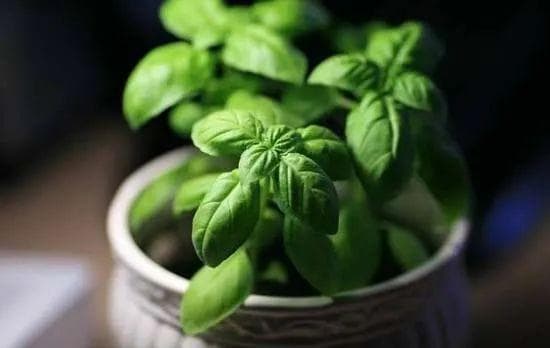 厨房香料植物｜罗勒
