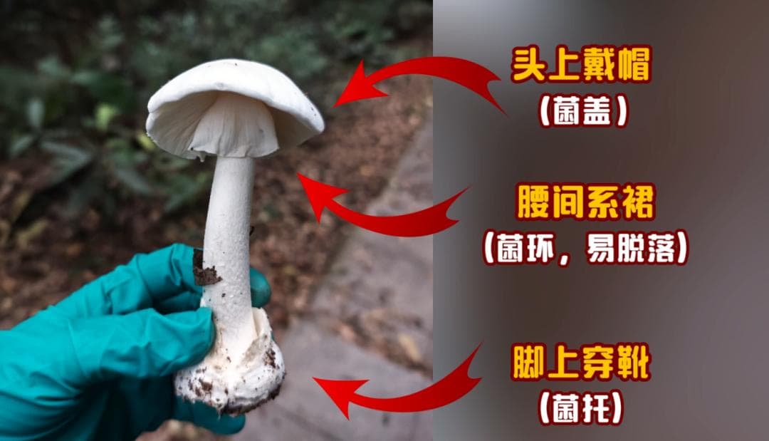 雨后大量出现！这件事千万别做