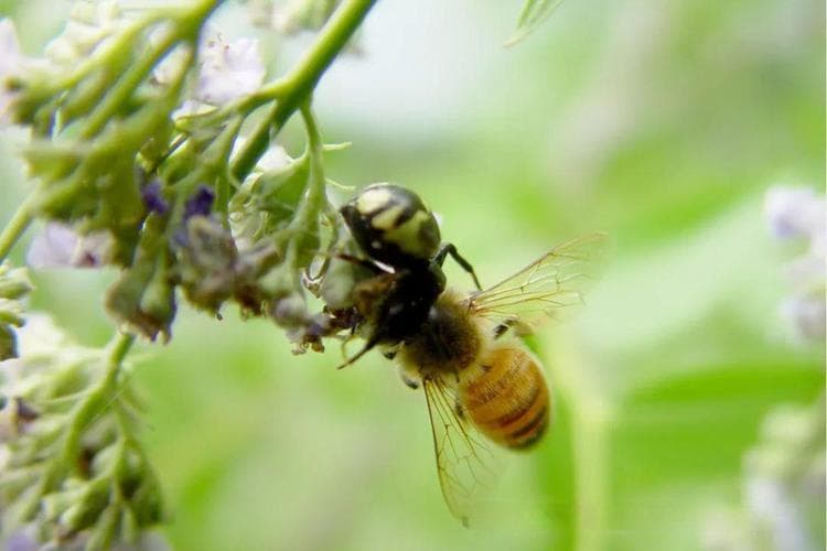 【动物界全系列】蜜蜂亚科—蜜蜂族（上）：习性