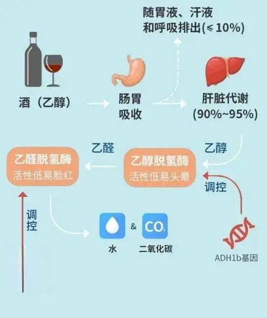 酒精检测仪是怎么识别酒驾的？