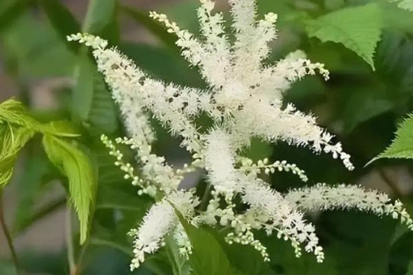 升麻的管理技术：从种植到采收的全程指南