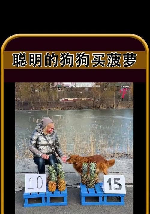 狗狗吃菠萝会有什么反应？菠萝对狗狗健康有影响吗？