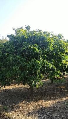 黄皮树种植指南：从选址到养护的全方位指导