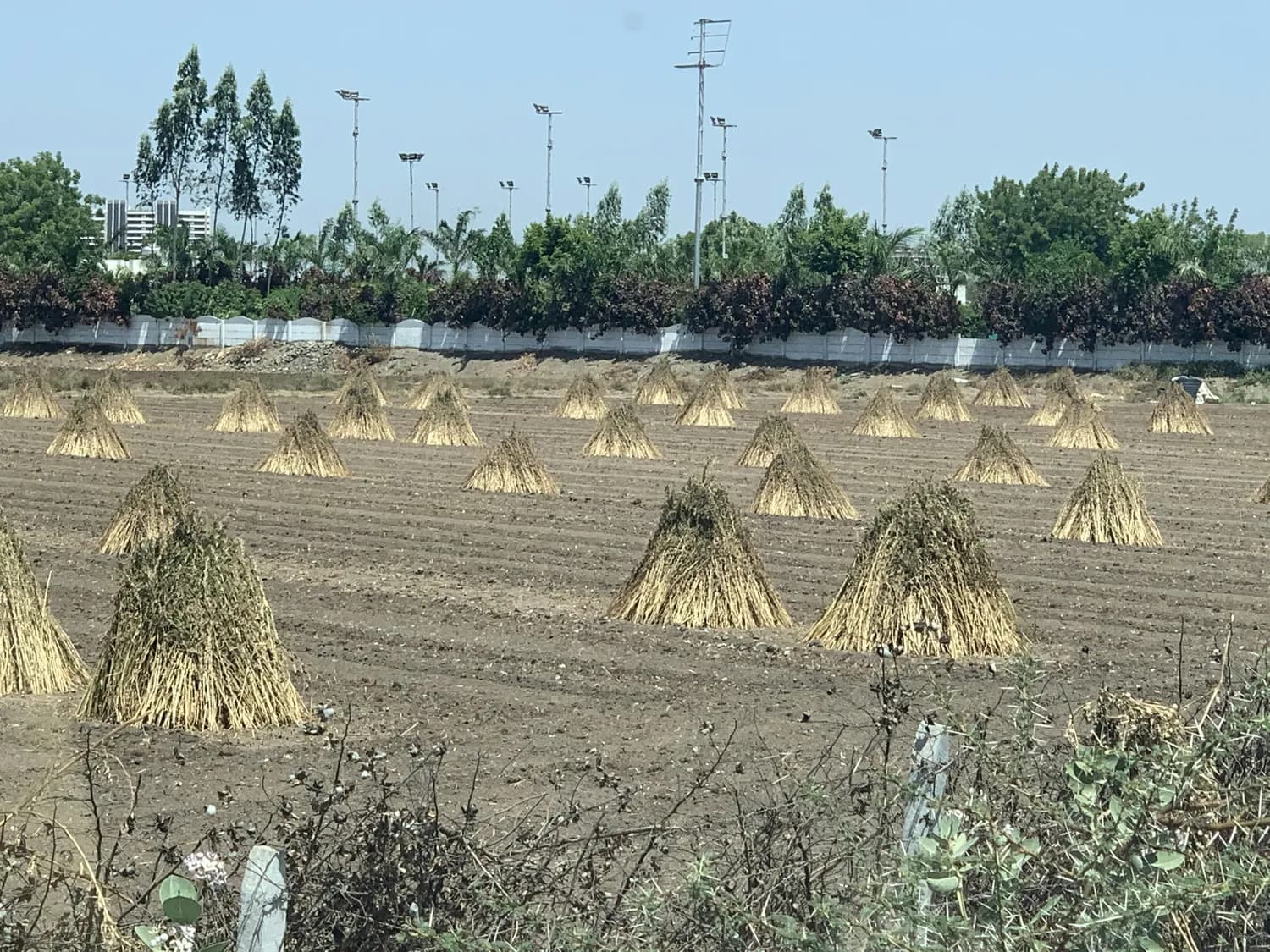 河北易县知母种植大揭秘：百年传承的道地药材