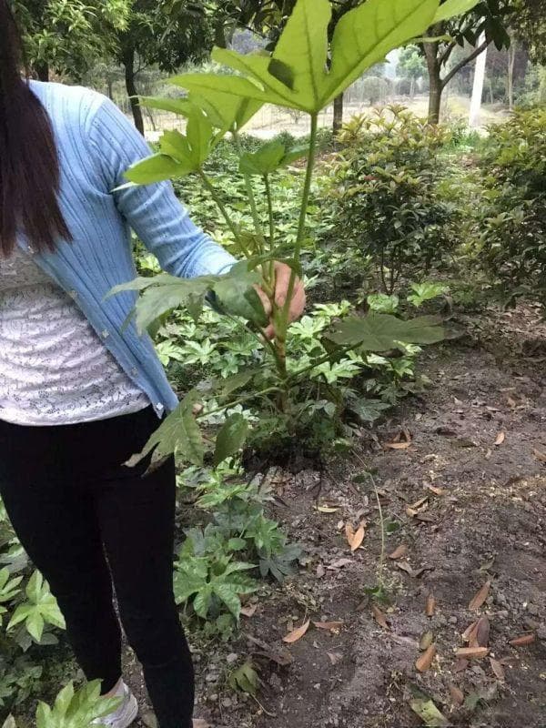 红花檵木的高度、冠幅与胸径