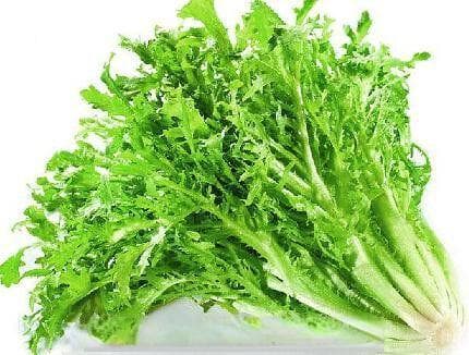 苦苣和苦菊的区别