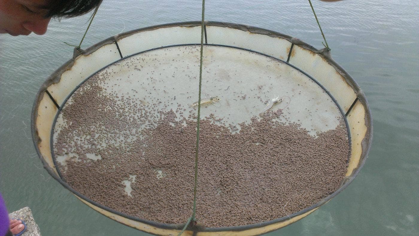 为什么连续阴雨天后虾塘弧菌会爆发？如何正确防治弧菌爆发？
