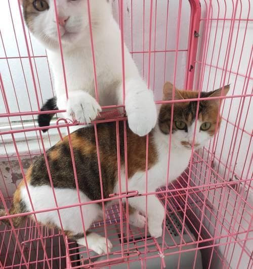 三个月小猫的饮食之道