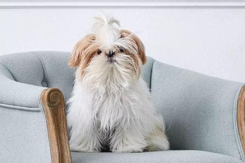 适合老年人养的狗狗：小型温顺犬种