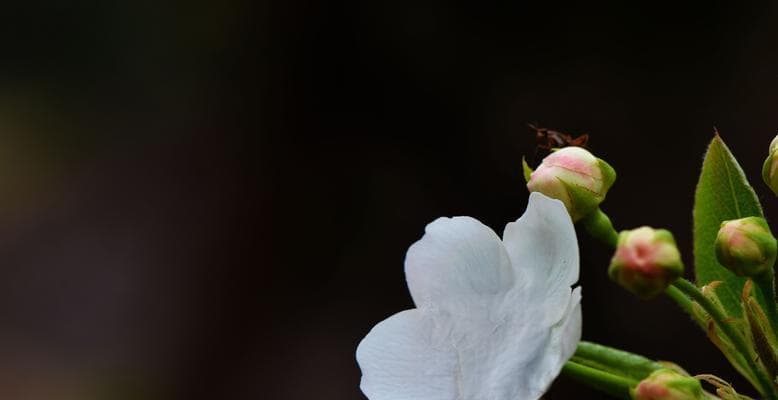 梨花的寓意和象征是什么？了解梨花背后的文化意义？