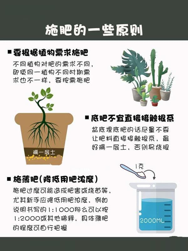 新手养花施肥指南：不同元素的作用及使用方法