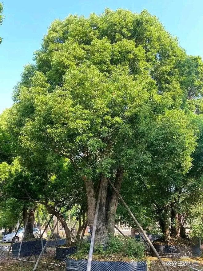 香樟树：南方常见的绿化树种，兼具生态、经济和文化价值