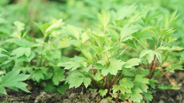 艾草熏房间的作用：清新空气与健康守护