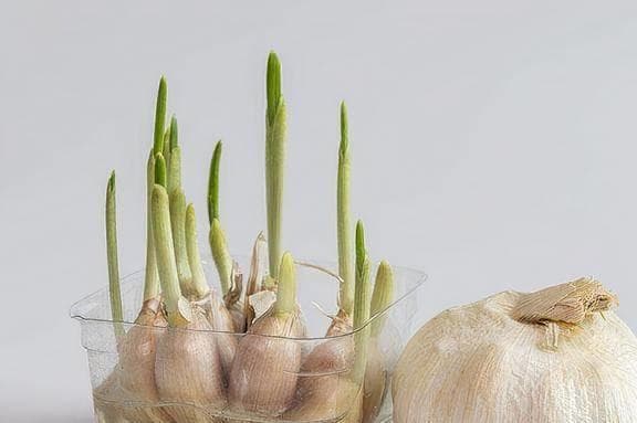 发芽大蒜还能吃吗？科学研究揭示其营养价值变化