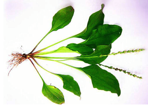 神农本草知识：车前草