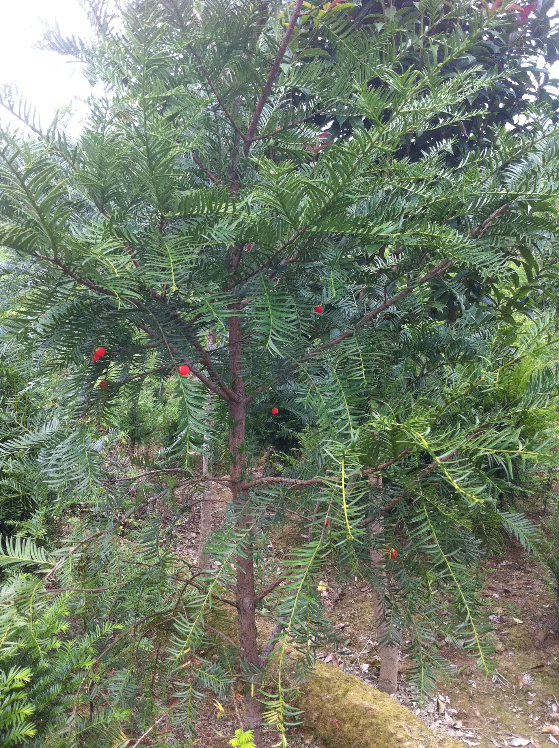 红豆杉的种植与养护