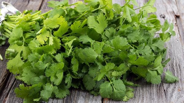 吃香菜可以健脾开胃增加食欲 哪些人不宜吃香菜