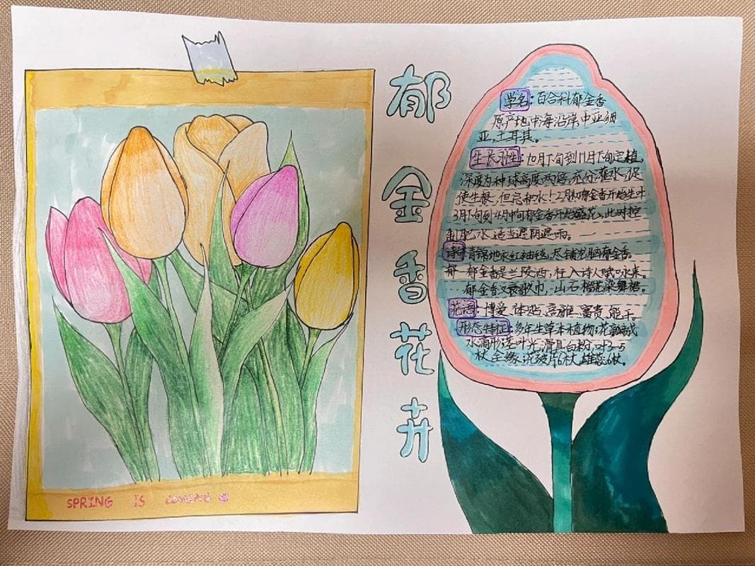 郁金香成长记录手抄报 郁金香成长记录表