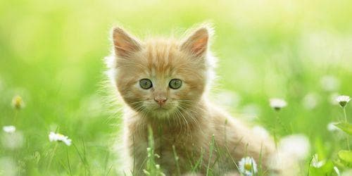 让宠物猫不再嘈杂——防止猫咪叫的7个技巧（减少猫咪叫声）
