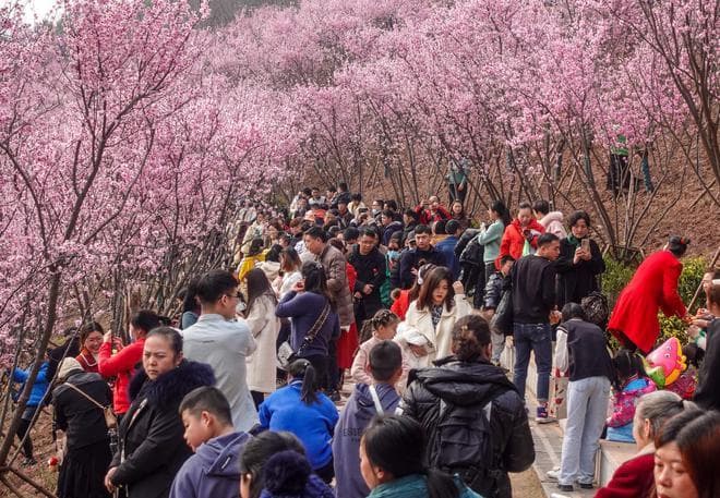 重庆赏花推荐：地铁直达免费赏！两江新区这片花海朋友圈都刷爆了