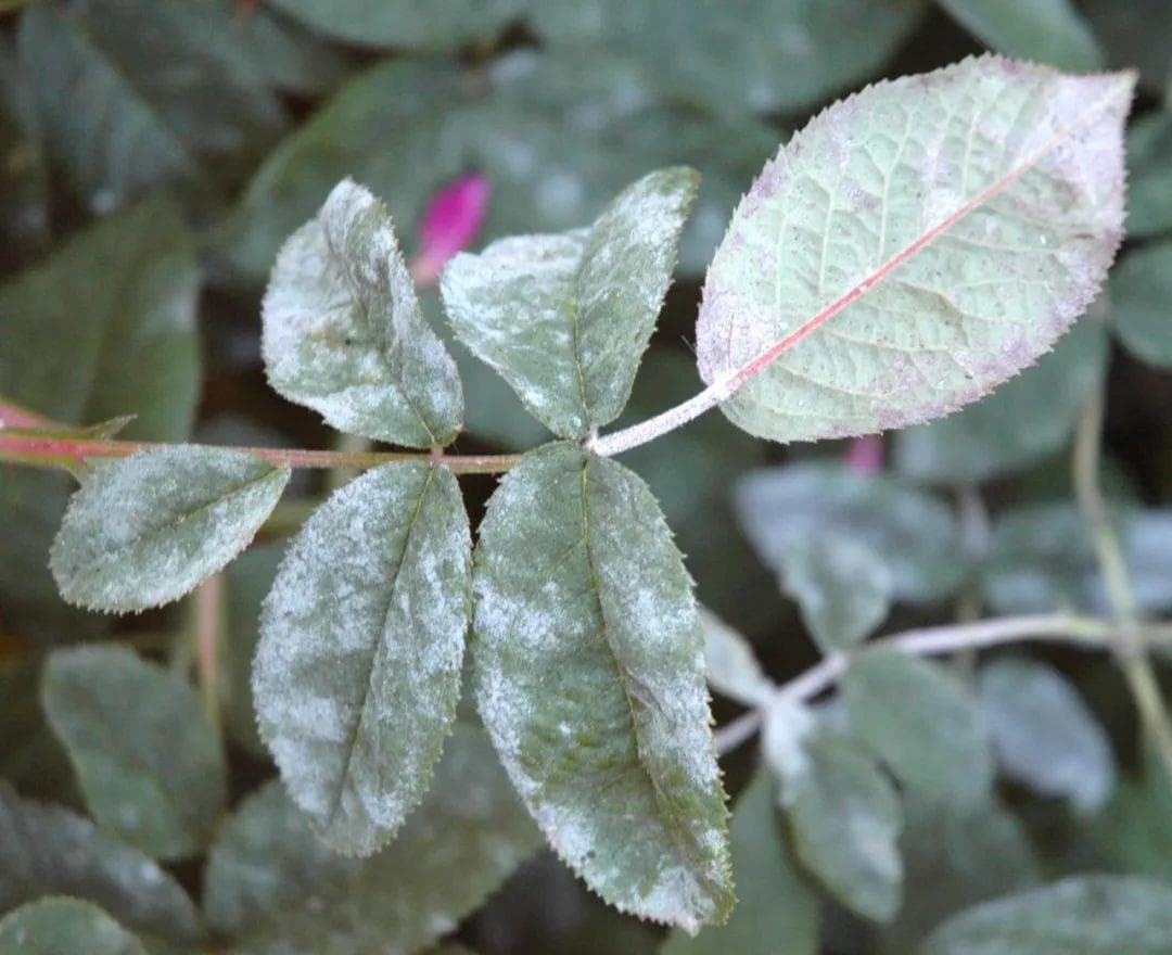 植物病虫害防治大全：常见病菌和害虫识别与用药指南