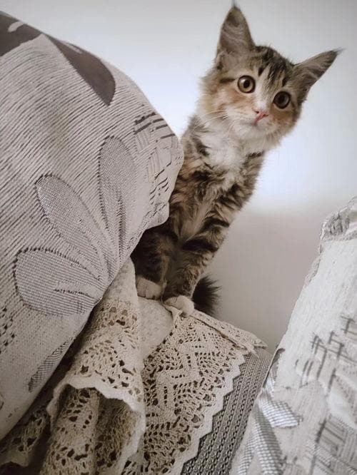 绝育猫乱尿？检查尿路感染或心理压力。