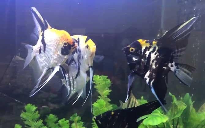 燕鱼和神仙鱼的区别