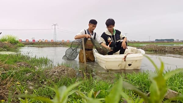 桂平市9.06万亩冬闲田养殖小龙虾迎丰收