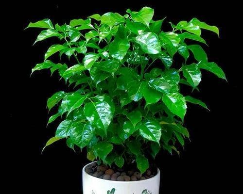 平安树的喜阳还是喜阴？——探究这种植物的养护技巧（阳光和阴影，平安树的成长之道）