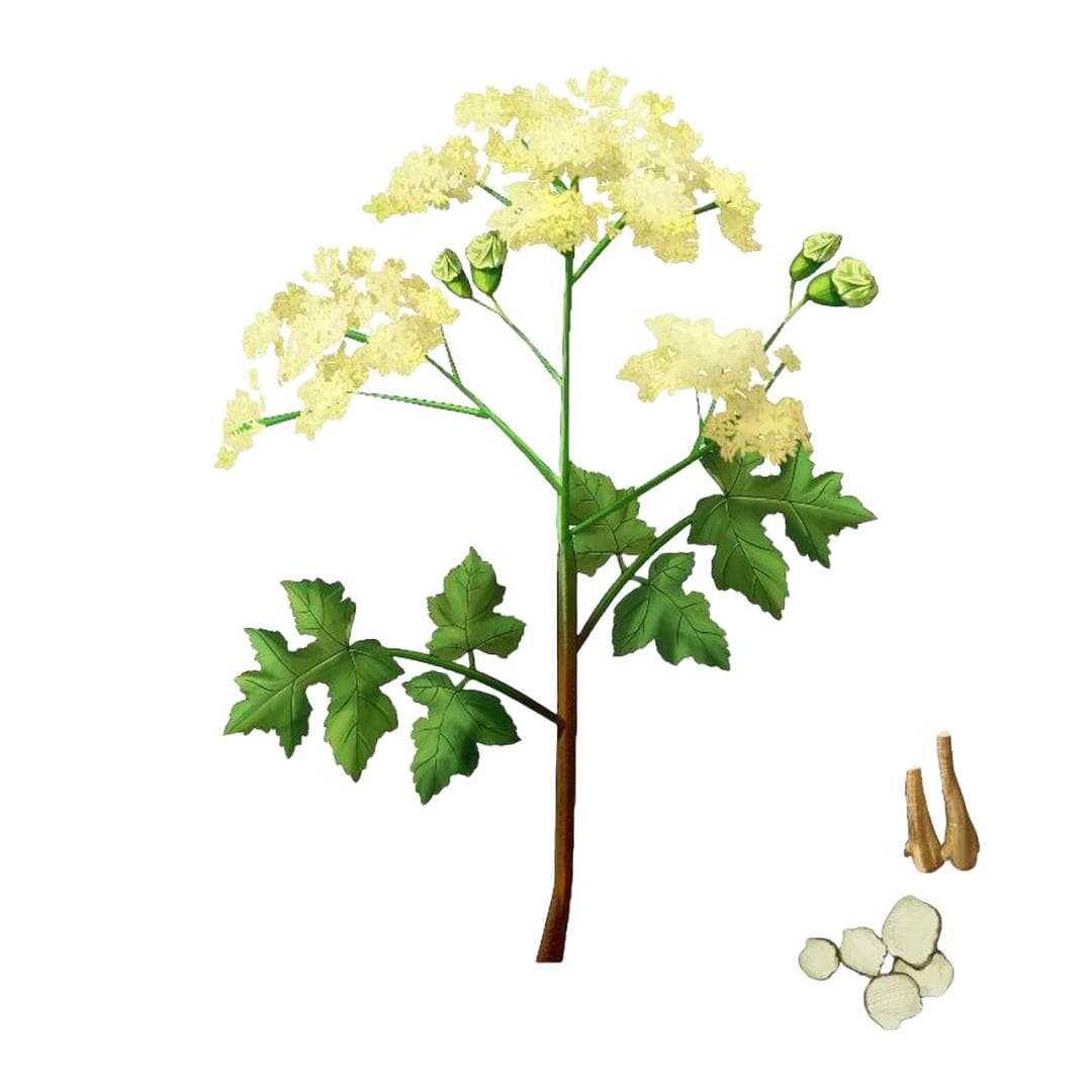 白芷：可入药可制香，还是餐桌上的养生佳品