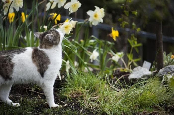 水仙花对猫有毒吗？中毒有啥症状？怎么处理？