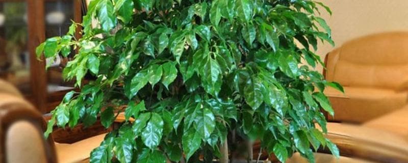 幸福树和富贵树的区别：形态特征、花期、叶片的差异