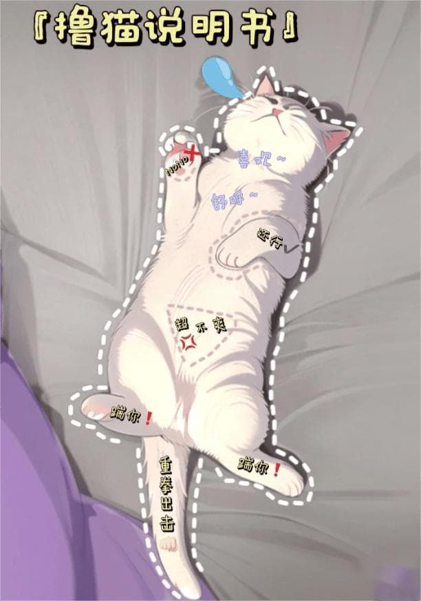 养猫必看！手把手教你如何正确撸猫