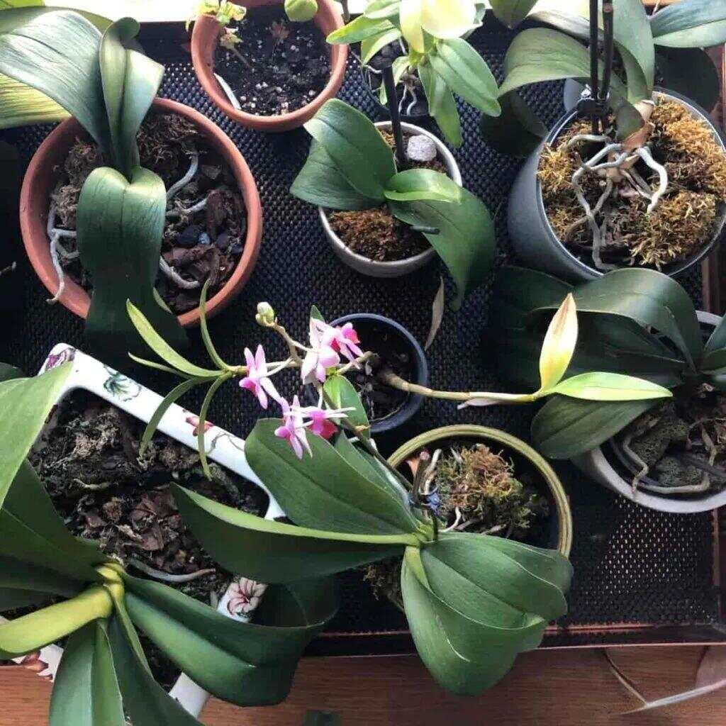家里养的兰花不开花怎么办？原因分析与补救措施详解