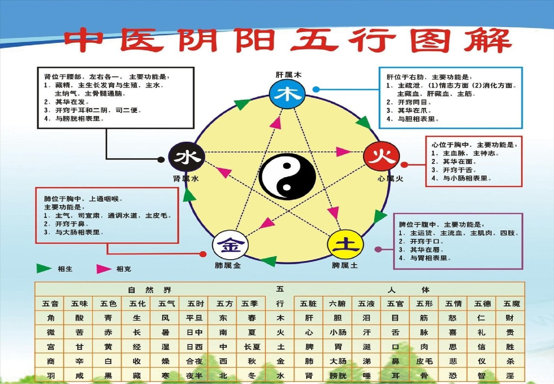 五行理论也能养生？一起来看看中医五行之道！