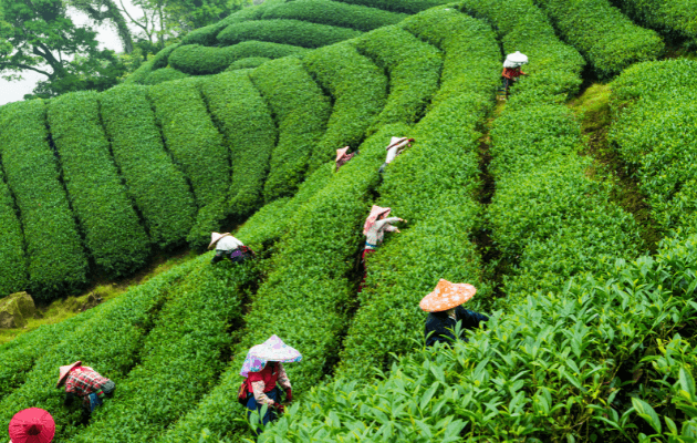 喝乌龙茶的6大好处！什么是乌龙茶？乌龙茶怎么泡更好喝？