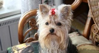 约克夏犬毛发护理指南：梳理、洗护与修剪三大要点
