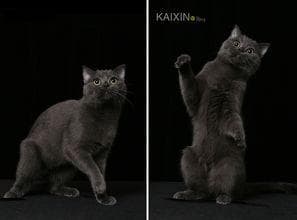 打造英短蓝猫完美宠物生活指南