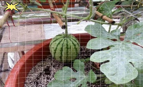 如何在阳台上成功种植西瓜？掌握这六个步骤