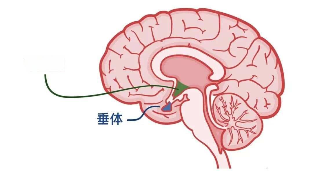 生理学——饥饿与饱腹感