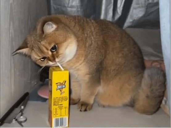 猫砂盆哪个牌子好用？精选4款性价比高的品牌