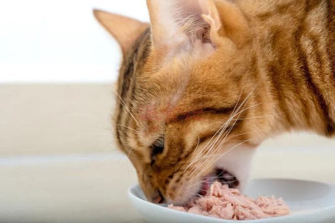 猫咪挑食的秘密大揭秘！