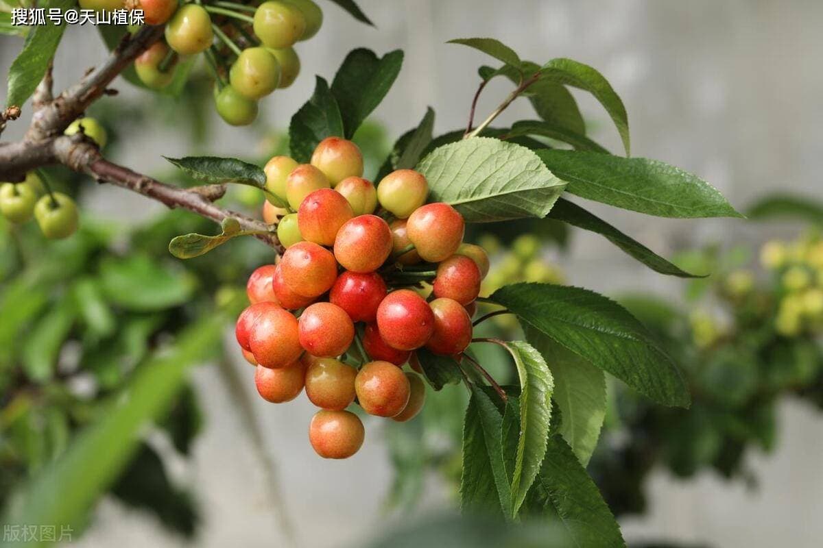 盆栽车厘子种植方法及技巧