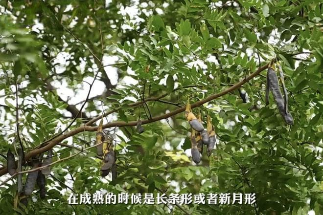 本草撷英┃皂荚——自然之馈 妙传千年