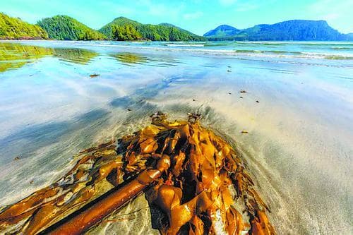 用海藻收集稀土或开辟生物采矿新路