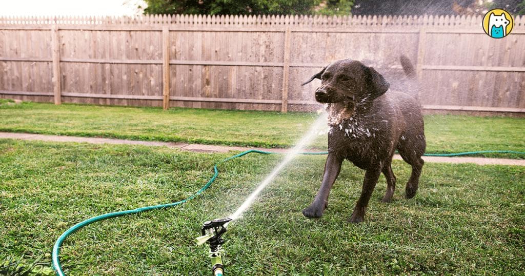「犬貓要喝多少水？」公式教你算　7個多喝水小撇步學起來