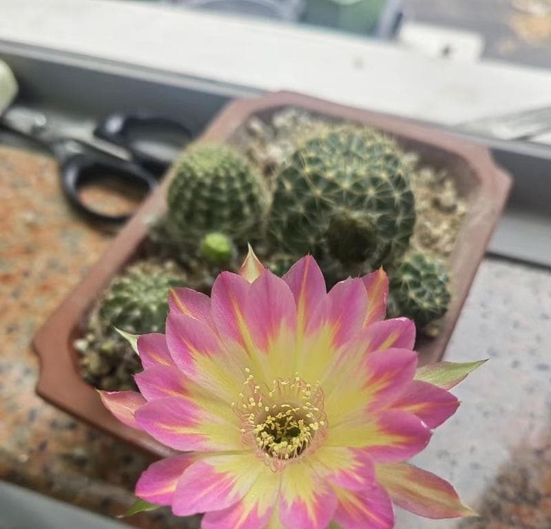 仙人球的光照需求（喜阳还是喜阴？如何正确光照？）