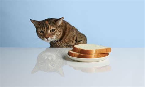 猫咪可以吃面包吗？揭秘猫咪饮食安全指南