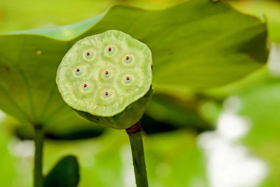 不过不热，夏至就是最夏天，真正的“热”门养生来了